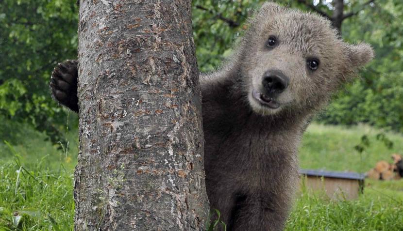 El abrazo del oso: familia eslovena quiere adoptar a este tierno ...