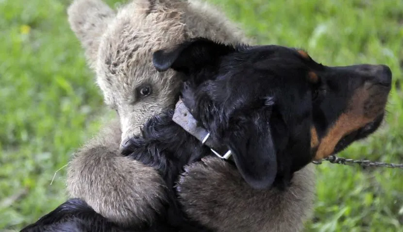 El abrazo del oso: familia eslovena quiere adoptar a este tierno ...