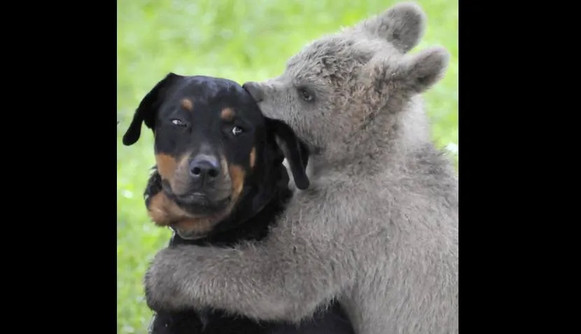 El abrazo del oso: familia eslovena quiere adoptar a este tierno ...