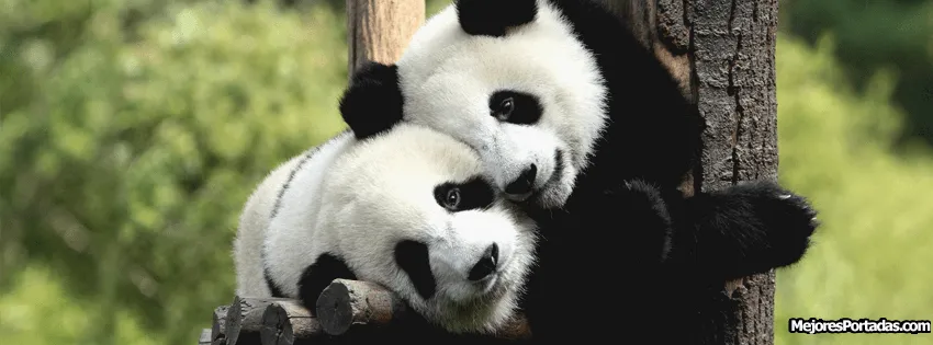 Abrazo de oso panda - Imagui