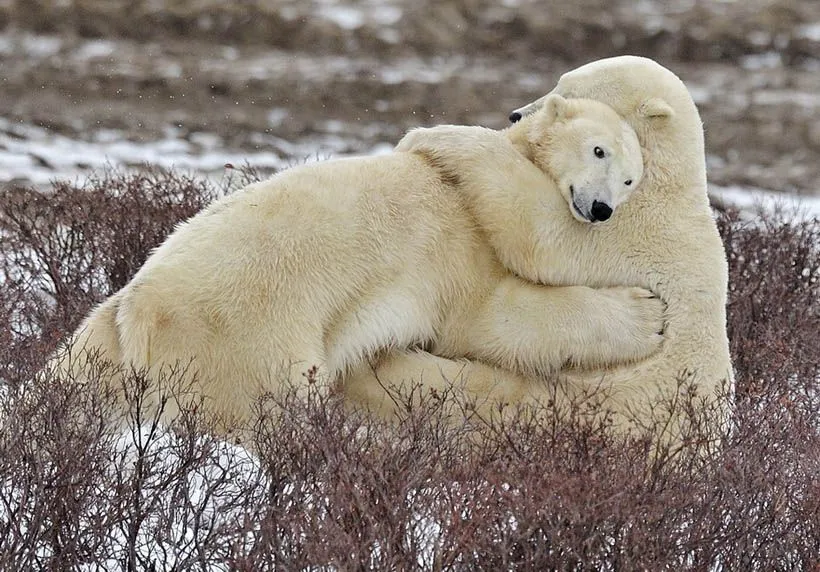 Diario de Animales y Mascotas: La emocionante e idílica vida de ...