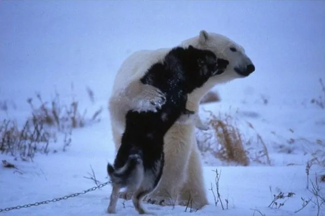 Fotos de abrazos de osos pandas - Imagui