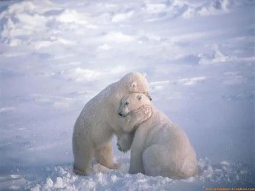 Abrazos osos tiernos - Imagui