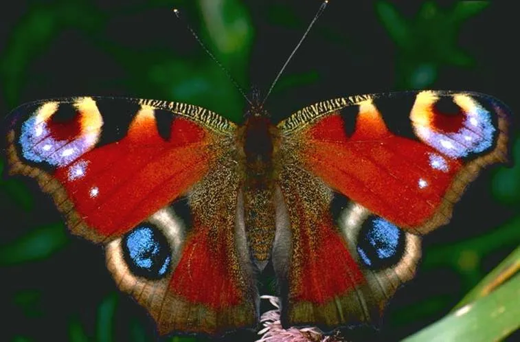 Mariposas de colores reales - Imagui