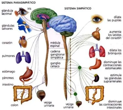 Aparato digestivo para nivel inicial - Imagui