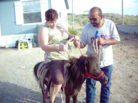 Abuse - Page 2 - Miniature Horse Forum - Lil Beginnings Miniature ...