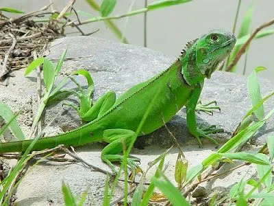 aca van las mascotas simona la tortuga filomena la iguana flippy i y ...