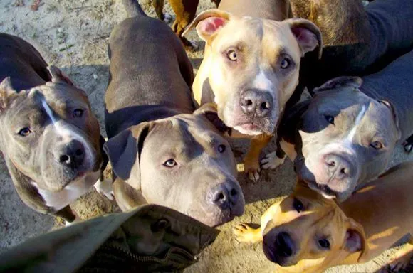 Acabando con las peleas de perros- Super Cachorros