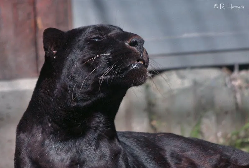 Academia de Chimpancés (con peluca): Animales Acojonantes (54 ...