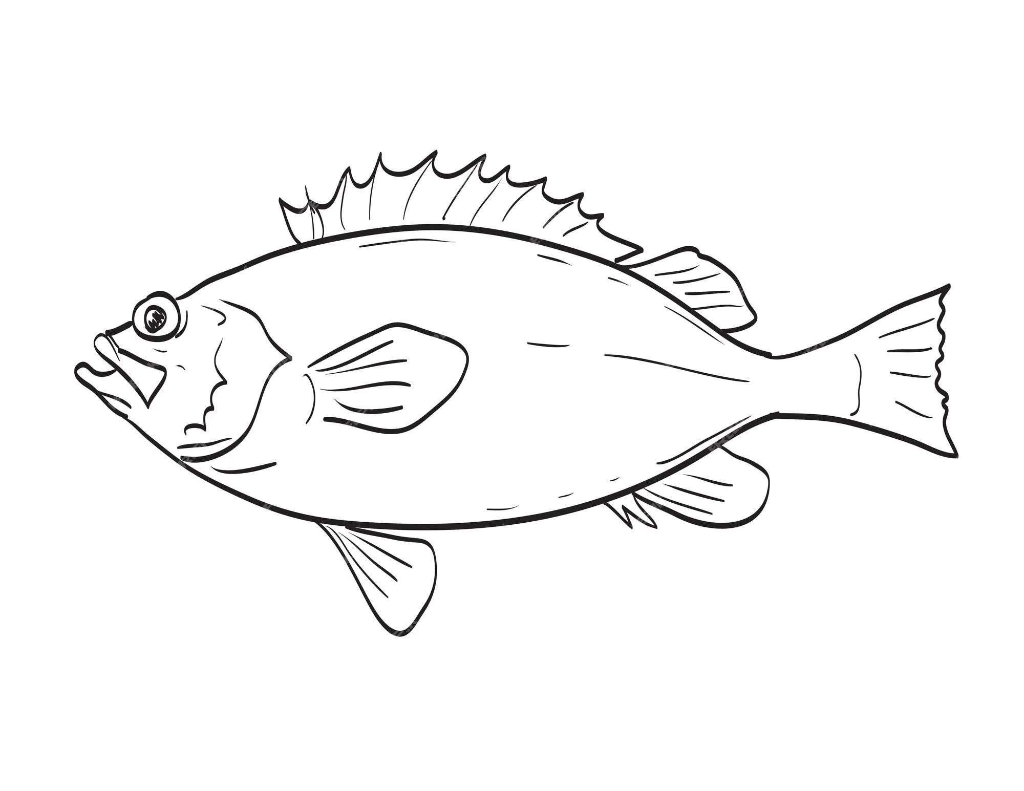 Acadian redfish fish en nueva inglaterra y el atlántico medio dibujo de  dibujos animados | Vector Premium