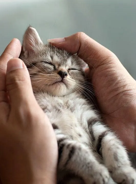 Acariciando un gatito - Lindos Mininos