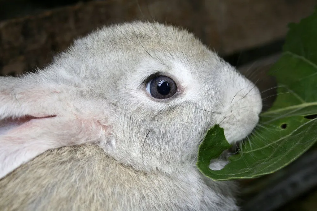 accesorios para conejo | Cuidar de tu mascota es facilisimo.