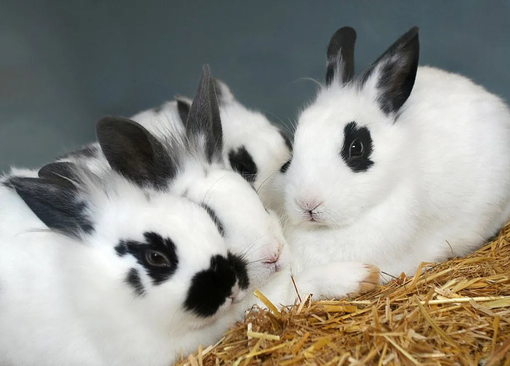 accesorios para conejo | Cuidar de tu mascota es facilisimo.