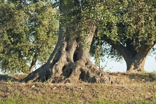 Aceite de Oliva: El olivo, un árbol casi inmortal