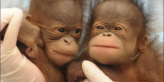 Aceite de palma, el gran enemigo de los orangutanes :: Ciencia ...