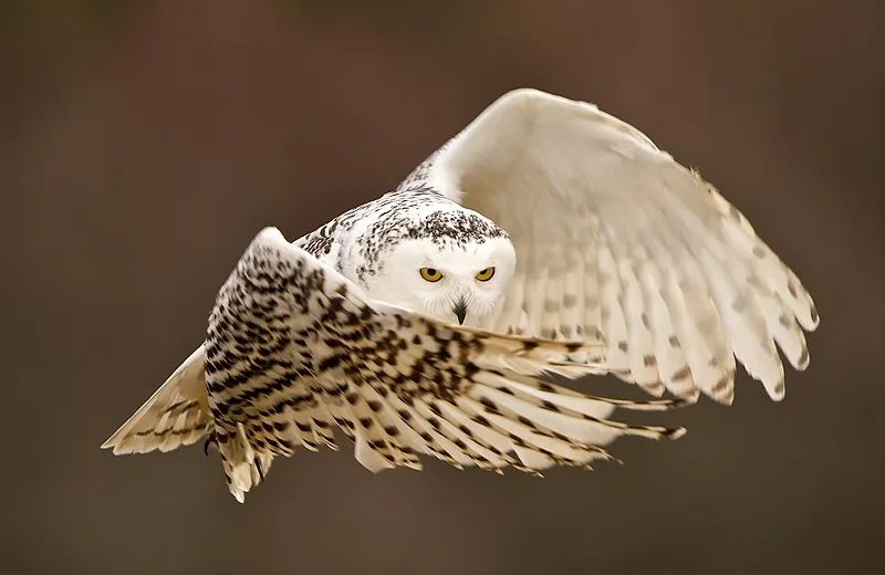 Buho volando - Imagui