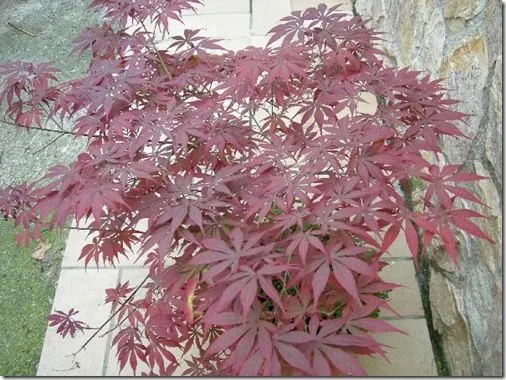 Acer palmatum “Acer o Arce Japonés” - Agroguia