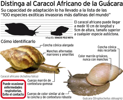 Achatina fulica (