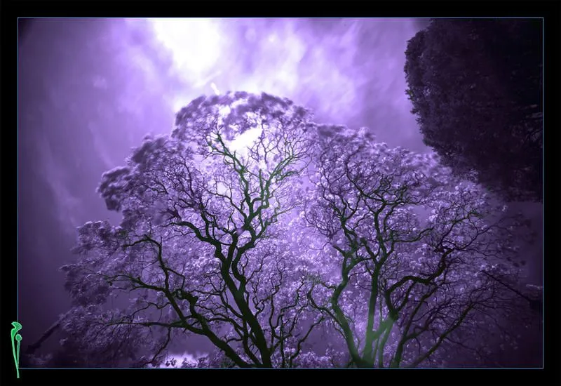 Acida Jacaranda by ciaraan on DeviantArt