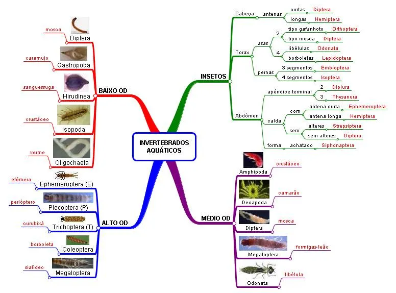 Acidentes/Riscos/Ambientais/Invertebrados aquáticos