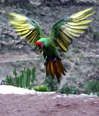 acincopuntoseis: Vuelo en libertad