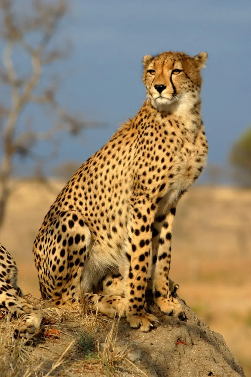 Acinonyx jubatus - Wikipedia, la enciclopedia libre