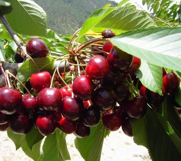 Aclareo de frutas en árboles frutales