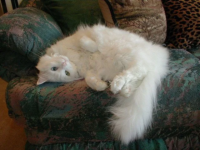 Acompáñame: Gato Angora Turco, Turkish Angora.