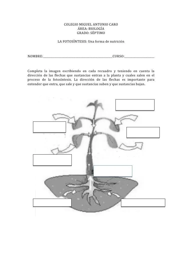 Actividad fotosíntesis para colorear