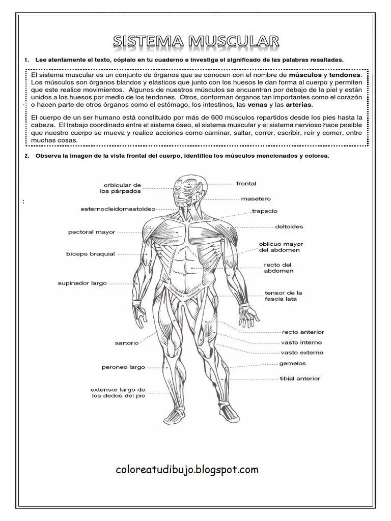 ACTIVIDAD DEL SISTEMA muscular para COLOREAR Y PINTAR - COLOREA TUS DIBUJOS