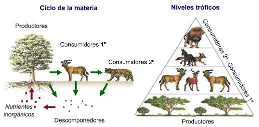 Actividades Biología y Geología