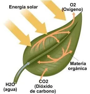 Mis actividades de Biología*: Respiracion de las plantas