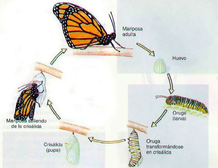 Actividades del ciclo de la mariposa - Imagui