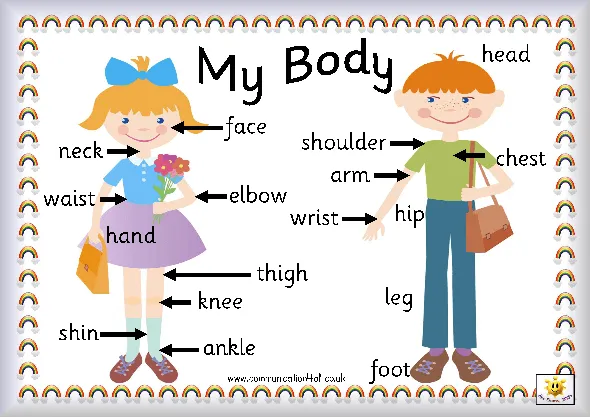  ... temprana y ejercicios didácticos: 16 partes del cuerpo en inglés