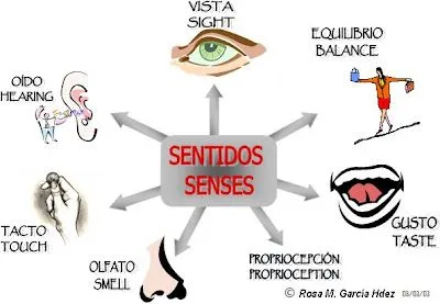 Actividades organos delos sentidos para niños - Imagui