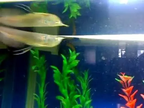 Mi Acuario con peces exoticos - YouTube