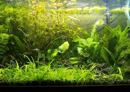 Cómo hacer un acuario de plantas