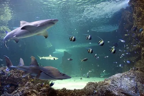 Acuario de Sydney