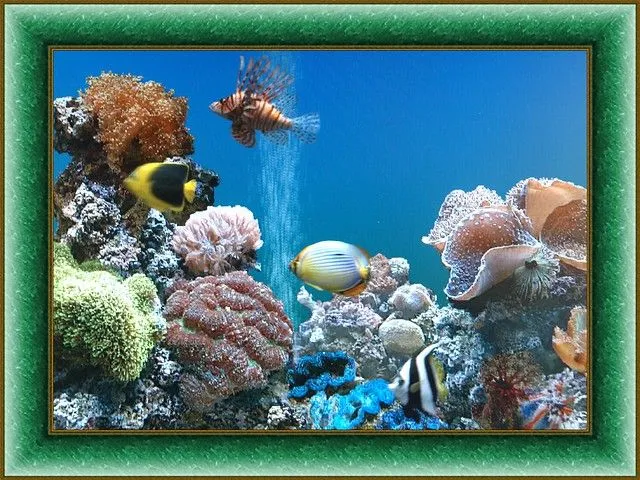 Acuario virtual | Flickr - Photo Sharing!