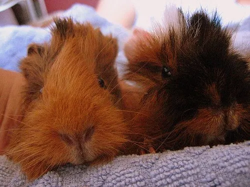 Acure, Cobaya o Guinea-Pig | Flickr - Photo Sharing!