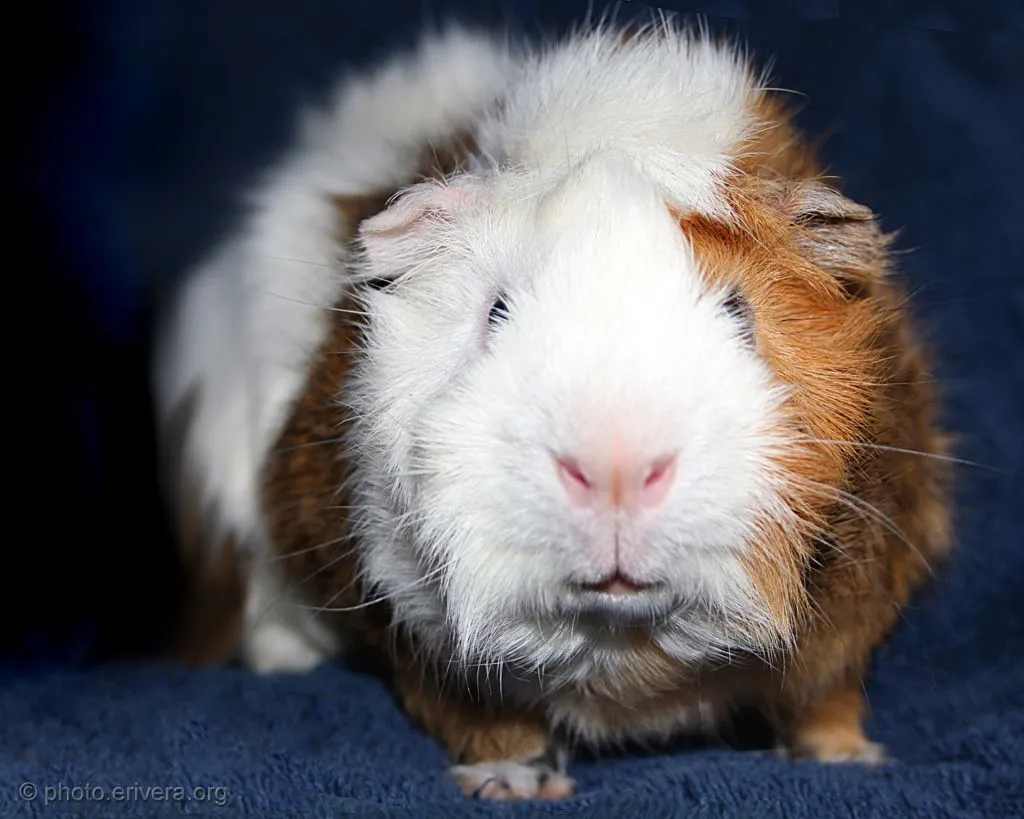 Acure, Cobaya, Guinea Pig - Galerías Canonistas.