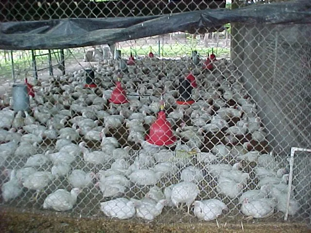 Acusan productores de pollo inflar peso del ave antes para su ...