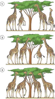  ... para adaptarse al medio en el que vivían fue el de las jirafas