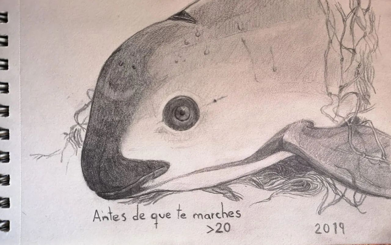 Adelaida Art — vaquita marina una de las “últimas”