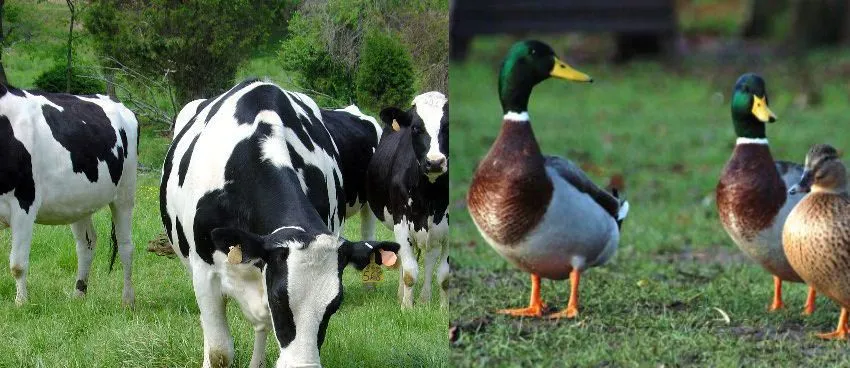 Adivina la pregunta 4: Lógica y matemáticas – Patos y vacas ...