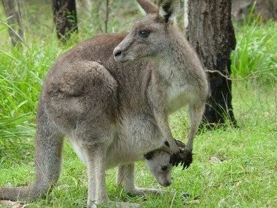 Adivinanzas infantiles sobre animales terrestres | Mi Kinder