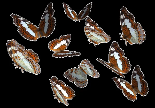 Admiral Butterfly Clipart PNG by madetobeunique on deviantART