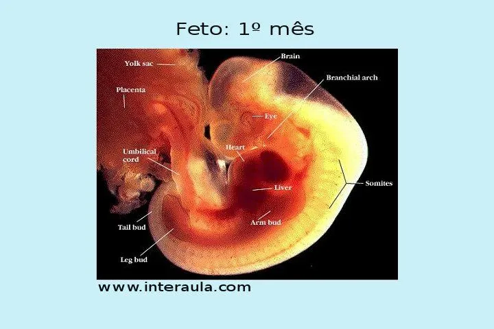 ADOLESCÊNCIA E SEXUALIDADE