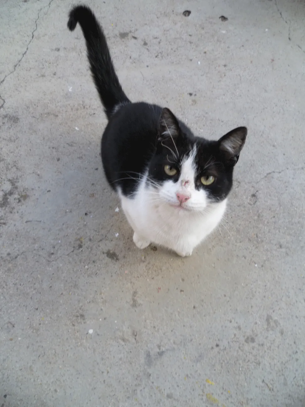 Adopción Gatos Córdoba Argentina: gatito blanco y negro muy manso ...