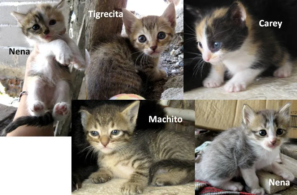 Adopción Gatos Córdoba Argentina: Cinco hermanitos en adopción!